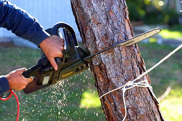 Best Hedge Trimming  in USA